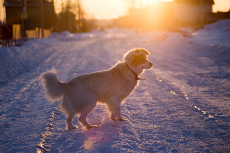 A dog in the rays of a sunset in the snow .の写真素材