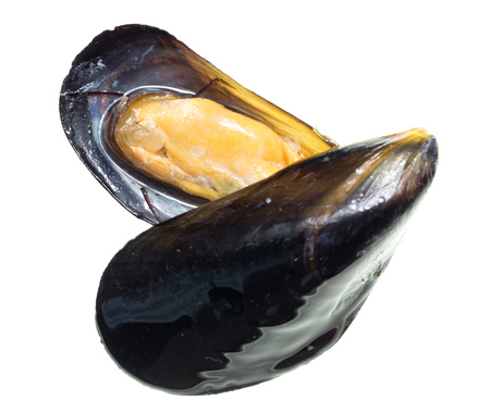 Mussels in the sink over white background .の写真素材