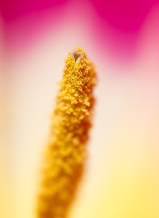 Orange pestle with pollen in a flower. Macroの写真素材