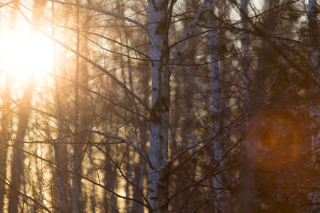 Sunset through the branches of trees in the forest .