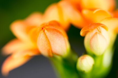 A small orange flower as a background. Macroの写真素材