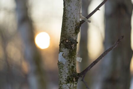 Sunset through the branches of trees in the forest .の写真素材
