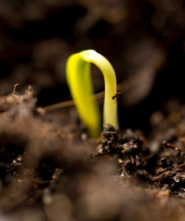 A young sprout of pepper in the ground. Macroの写真素材