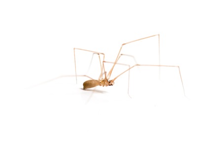 Spider with thin paws on a white background .