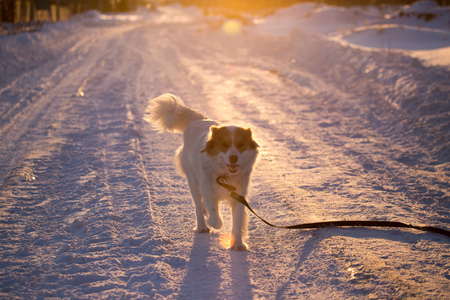 A dog in the rays of a sunset in the snow .
