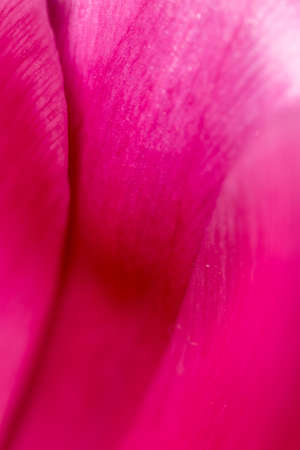 Pink petal in a flower as a background. Macroの写真素材
