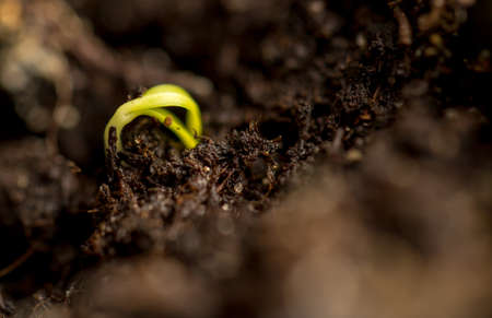 A young sprout of pepper in the ground. Macro