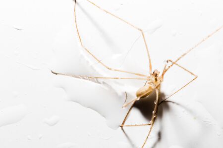 Spider in the water on a white background .の写真素材