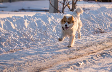 A dog in the rays of a sunset in the snow .