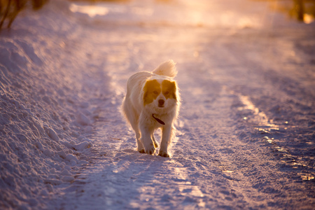 A dog in the rays of a sunset in the snow .の写真素材