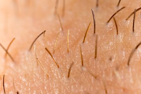 Bristles on the beard of a man. Macro