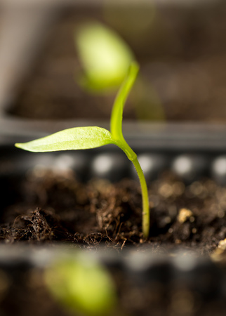 A young sprout of pepper in the ground. Macroの写真素材