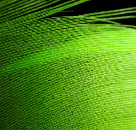 Green feather as an abstract backgroundの写真素材