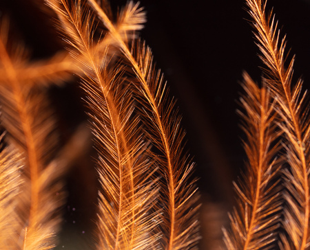 Orange feather on a black backgroundの写真素材