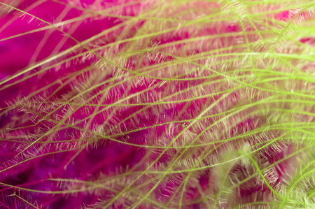 Green and pink feathers as a backgroundの写真素材