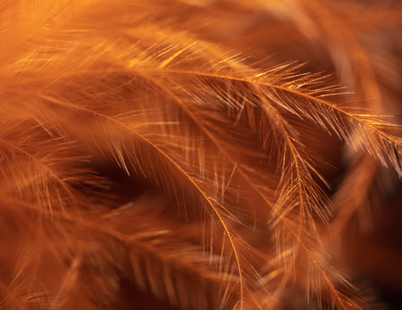 Orange feather as an abstract backgroundの写真素材