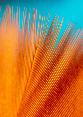 Orange feather as an abstract backgroundの写真素材