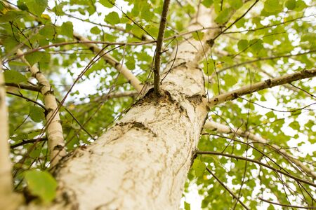 Birches in the open air in the forest