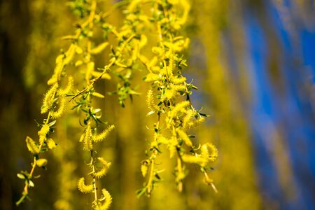Yellow flowers on willow branches in springの写真素材