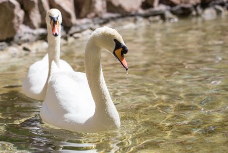 Two swans in love swim in the lakeの写真素材