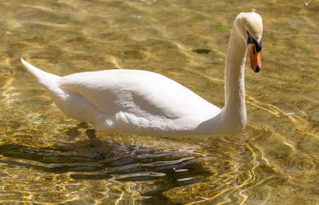 White swan swims in the lake in the open airの写真素材
