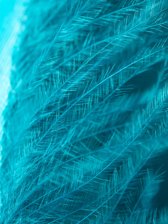 Blue feather as an abstract background. Macroの写真素材