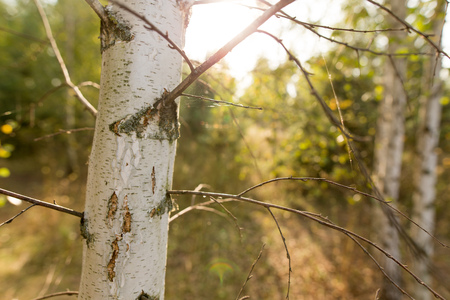Birches in the open air in the forest .の写真素材