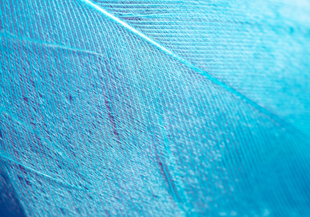 Blue feather as an abstract background. Macroの写真素材