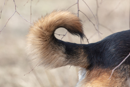 Fluffy tail with a dog in the nature .