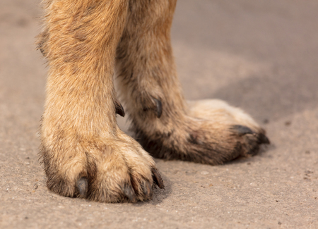 The dog's paws stand on the asphalt