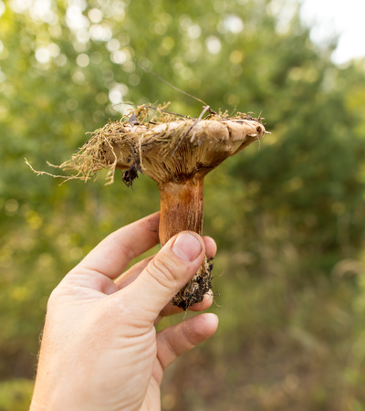 Mushroom in the hand of a mushroom picker in the forest .の写真素材