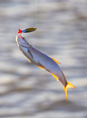 Fish caught on a metal spoon in the open air .