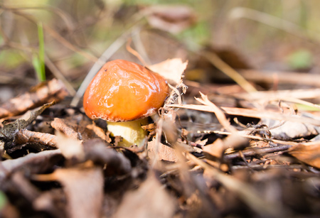 Edible fungus grows in the woods in natureの写真素材
