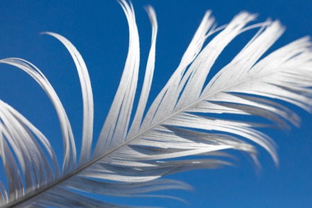A white feather against the blue sky. Macroの写真素材