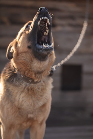 An angry dog barks near the house .の写真素材