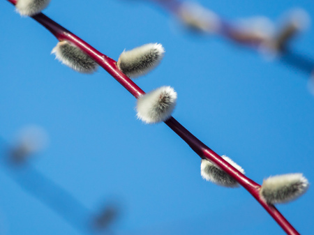 Fluffy pussy willow against the blue sky .の写真素材