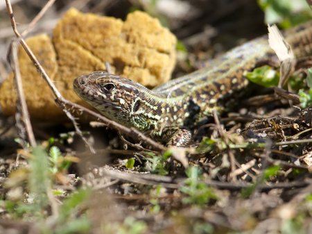 Portrait of a lizard on nature in spring .