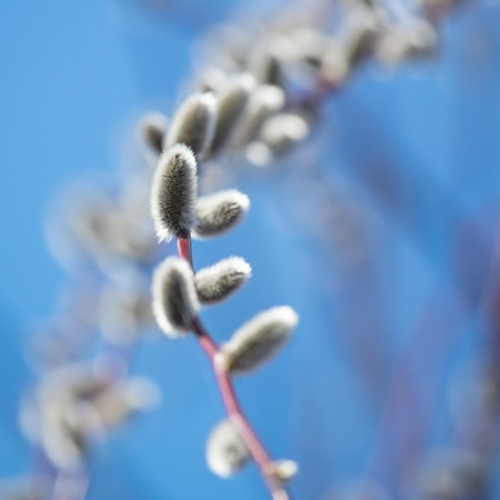 Fluffy pussy willow against the blue sky .の写真素材