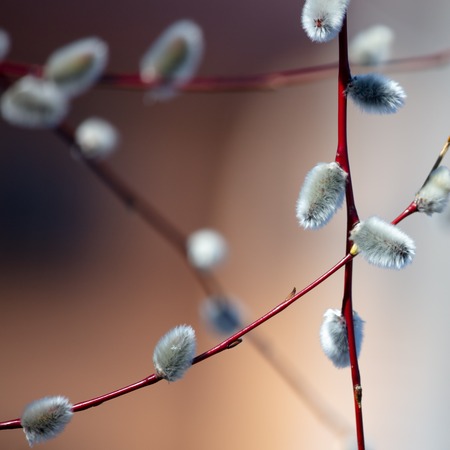 Fluffy willow on a tree in the park .
