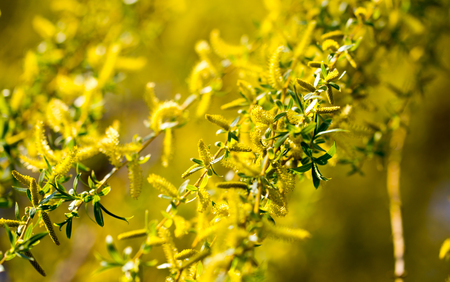 Yellow flowers on willow branches in spring .の写真素材