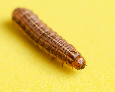 the caterpillar crawls on a yellow background .