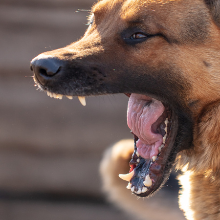 Portrait of a dog with an open mouth .の写真素材