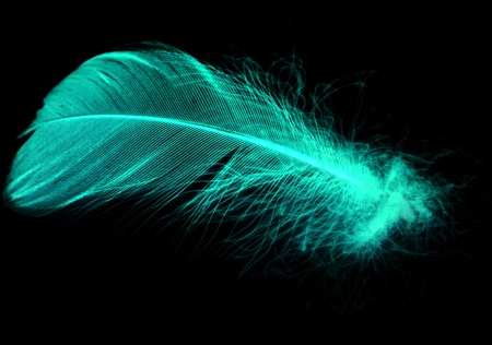 Blue feather on a black background in inversion