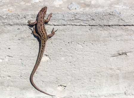 The lizard sits on a concrete wall .の写真素材