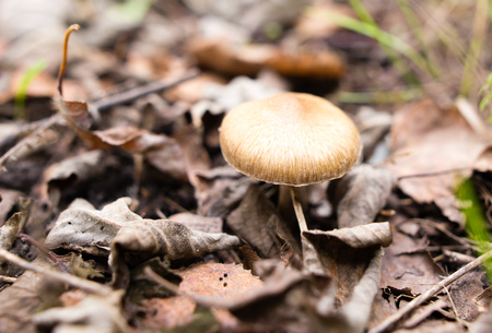 Edible fungus grows in the woods in natureの写真素材
