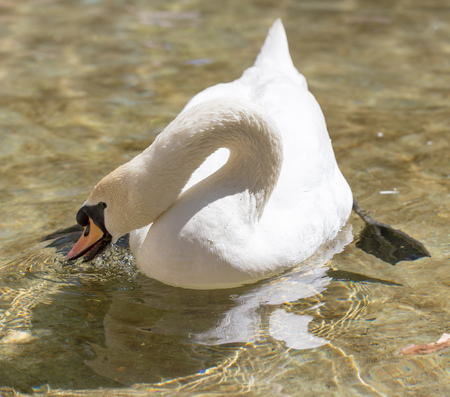 White swan swims in the lake in the open air .の写真素材