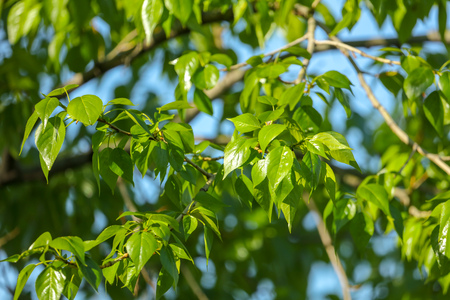 Young green leaves on a tree in spring .