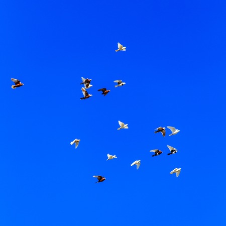 A flock of pigeons in flight against the blue sky .の写真素材