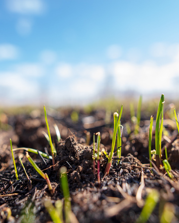 Green grass in the ground against a blue sky .の写真素材