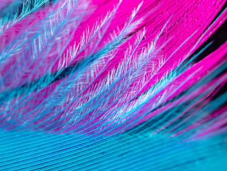 Blue and pink feathers as a background. Macroの写真素材